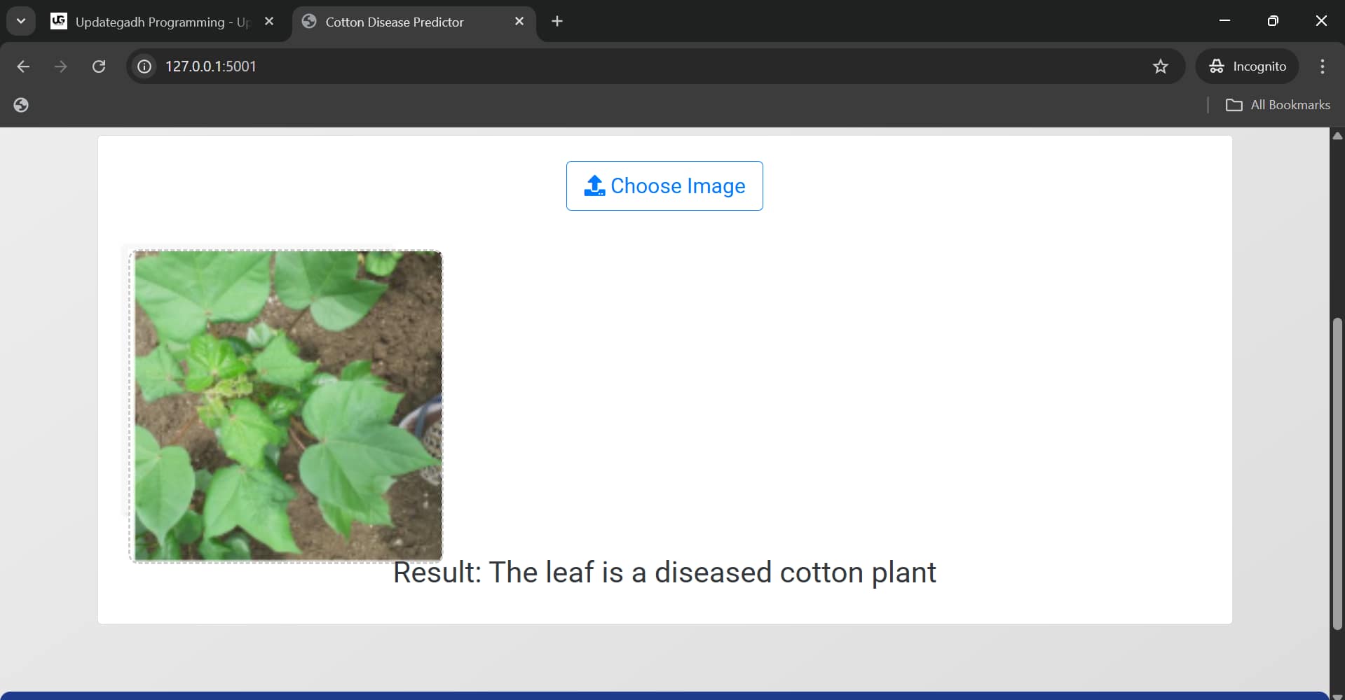 Cotton-Disease-Predictor-1 Best Cotton Disease prediction — AI-Powered Plant Health Classification Web App